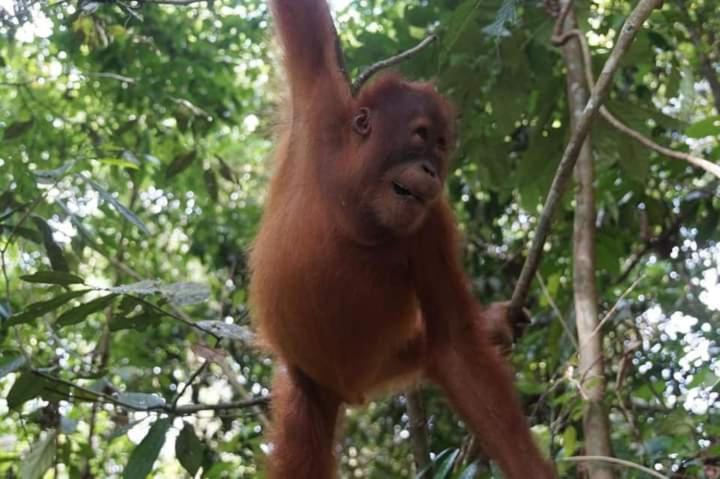 Pongo Guest House & Jungle Trekking Bukit Lawang Buitenkant foto