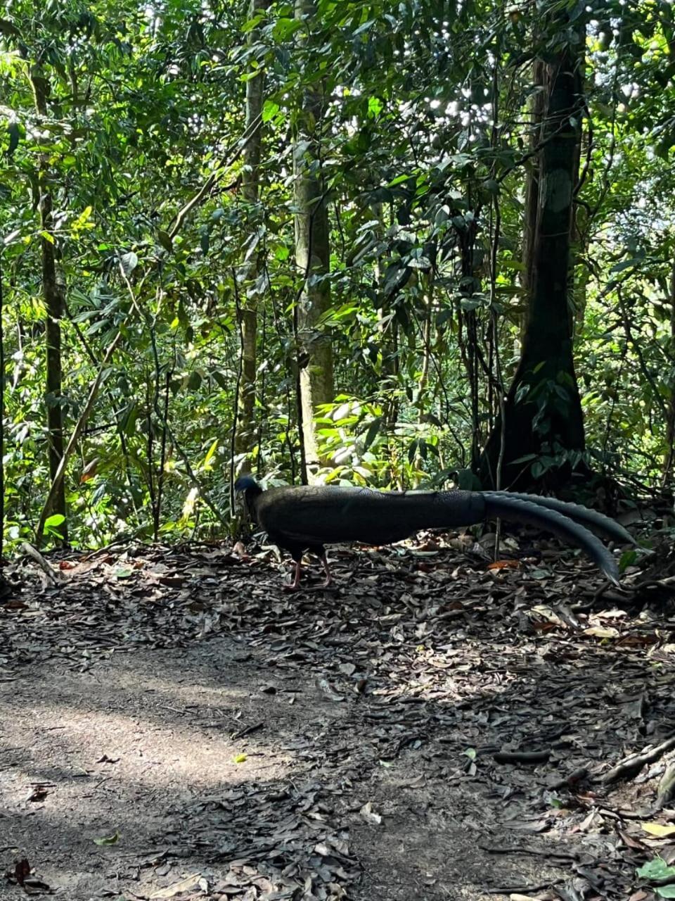 Pongo Guest House & Jungle Trekking Bukit Lawang Buitenkant foto