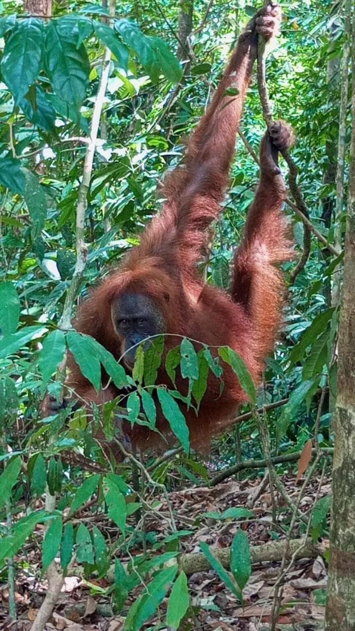 Pongo Guest House & Jungle Trekking Bukit Lawang Buitenkant foto