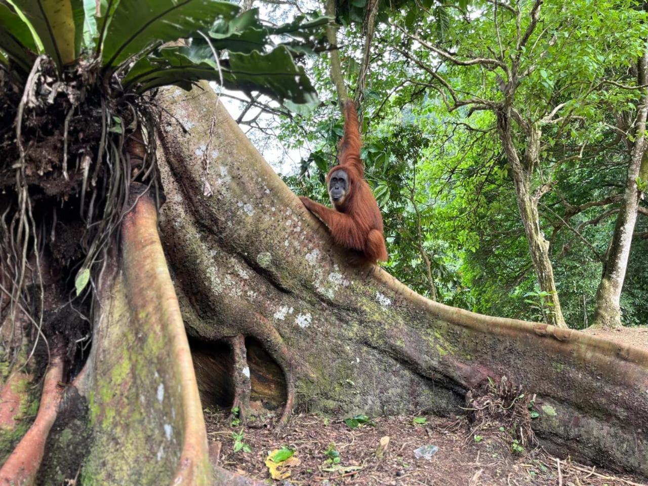 Pongo Guest House & Jungle Trekking Bukit Lawang Buitenkant foto