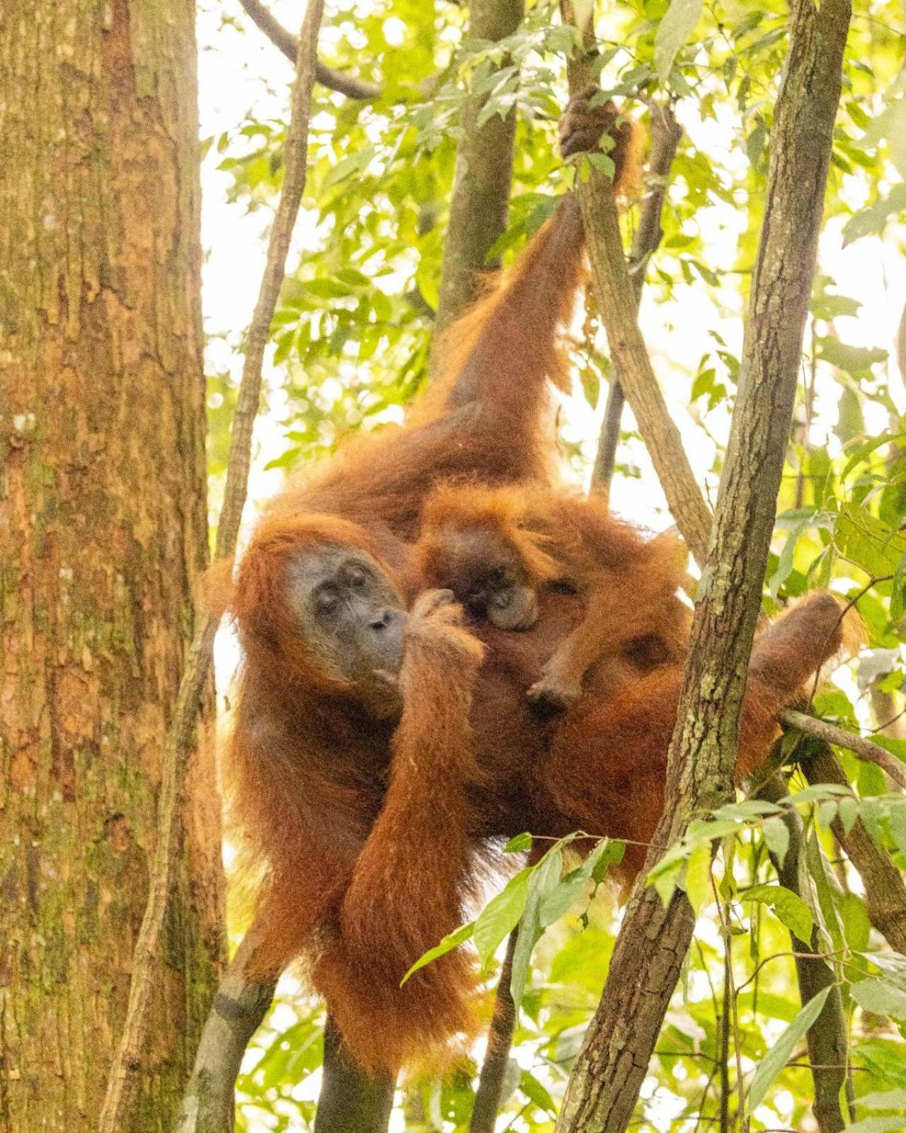 Pongo Guest House & Jungle Trekking Bukit Lawang Buitenkant foto