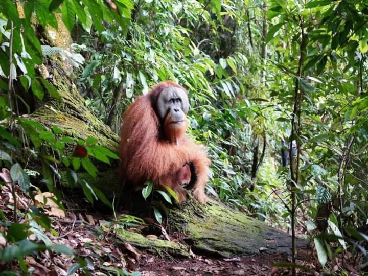 Pongo Guest House & Jungle Trekking Bukit Lawang Buitenkant foto
