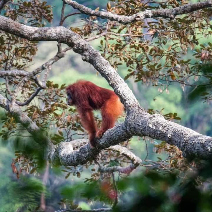 Pongo Guest House & Jungle Trekking Bukit Lawang Buitenkant foto