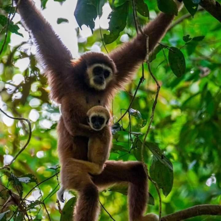 Pongo Guest House & Jungle Trekking Bukit Lawang Buitenkant foto