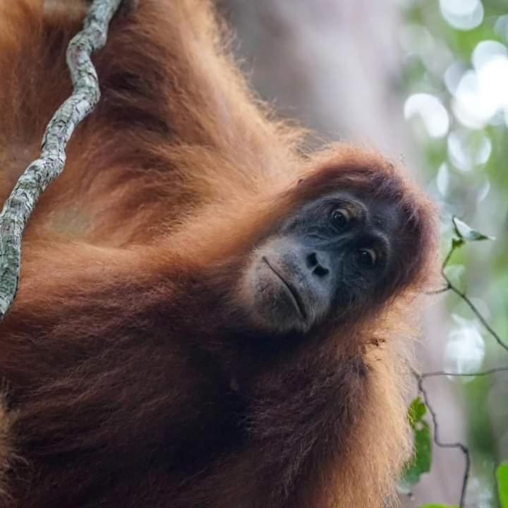 Pongo Guest House & Jungle Trekking Bukit Lawang Buitenkant foto
