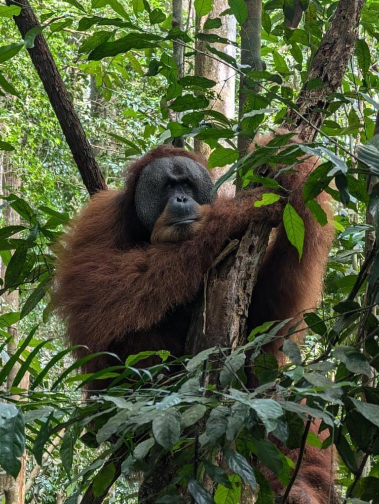 Pongo Guest House & Jungle Trekking Bukit Lawang Buitenkant foto