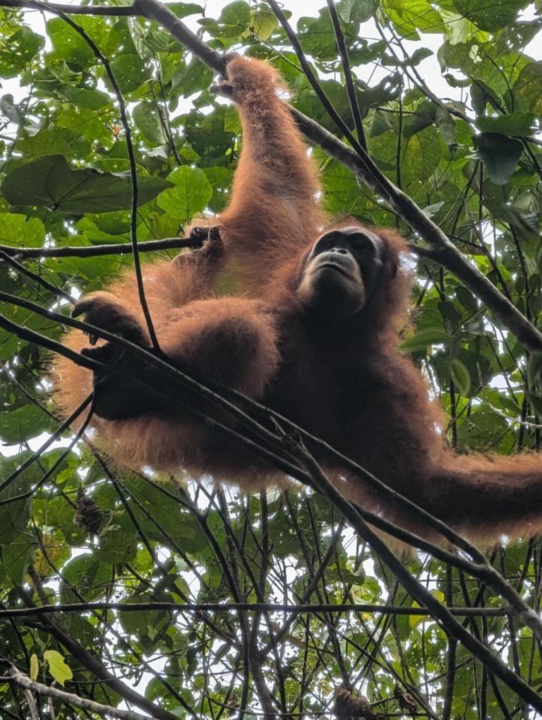 Pongo Guest House & Jungle Trekking Bukit Lawang Buitenkant foto