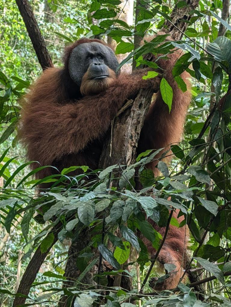 Pongo Guest House & Jungle Trekking Bukit Lawang Buitenkant foto