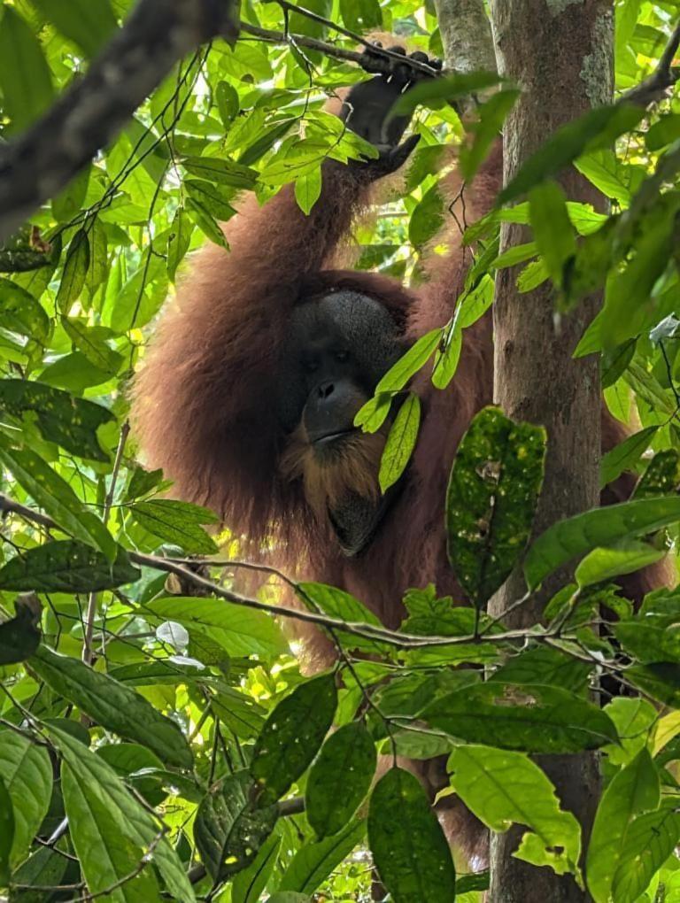 Pongo Guest House & Jungle Trekking Bukit Lawang Buitenkant foto