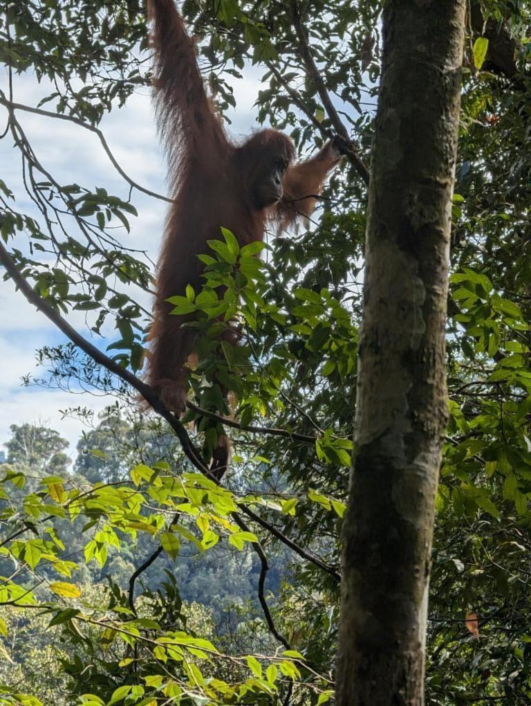 Pongo Guest House & Jungle Trekking Bukit Lawang Buitenkant foto
