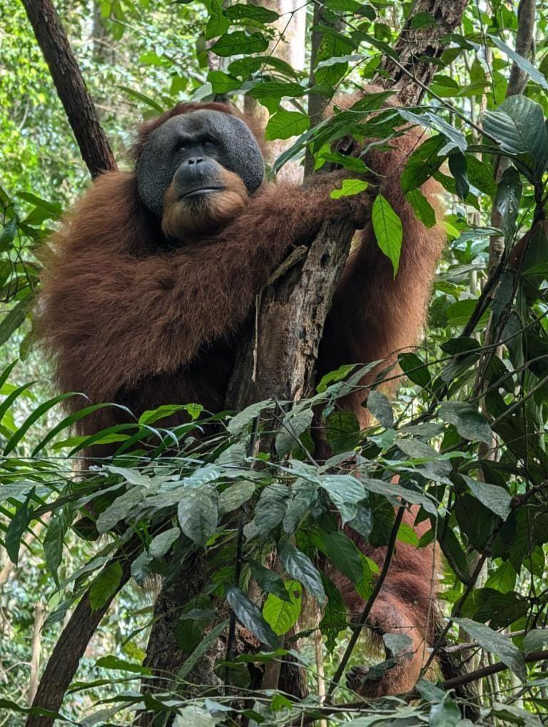 Pongo Guest House & Jungle Trekking Bukit Lawang Buitenkant foto
