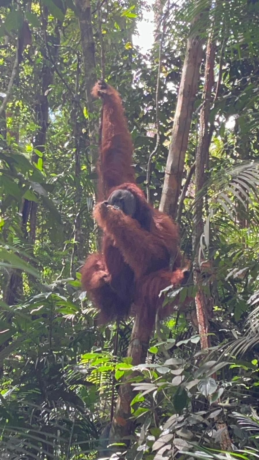 Pongo Guest House & Jungle Trekking Bukit Lawang Buitenkant foto