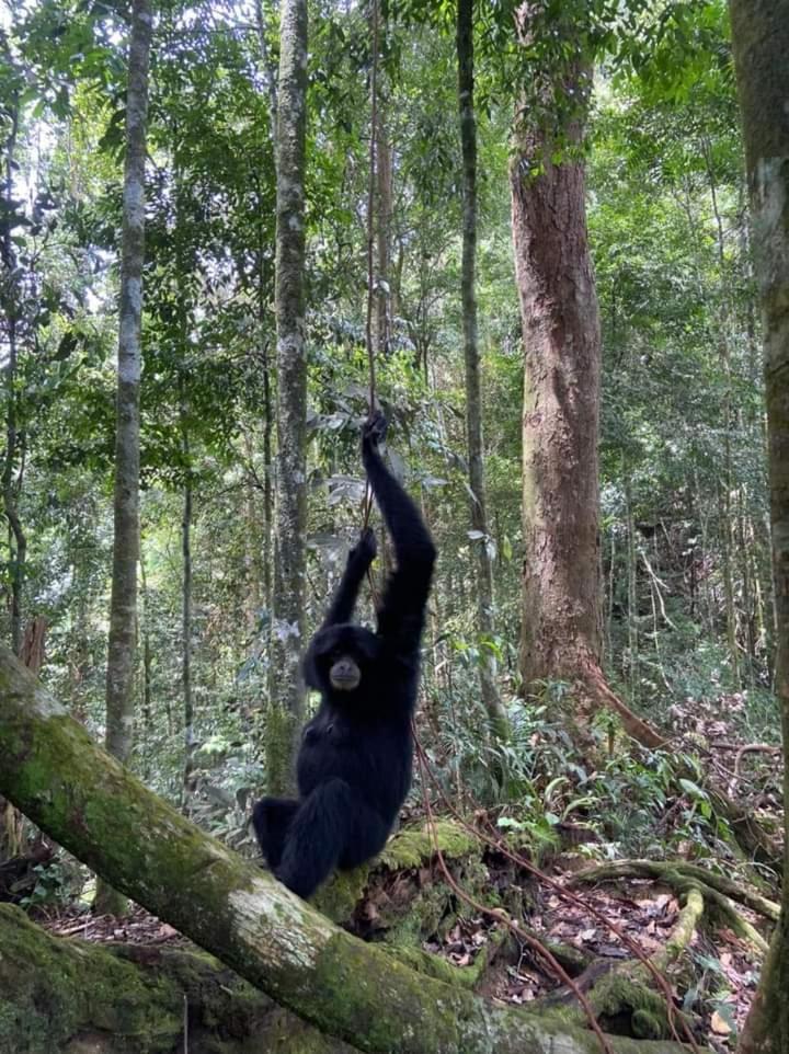 Pongo Guest House & Jungle Trekking Bukit Lawang Buitenkant foto